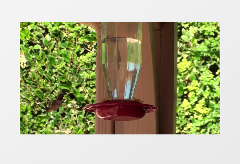 小蜂鸟在喂水器旁边不断徘徊实拍视频素材