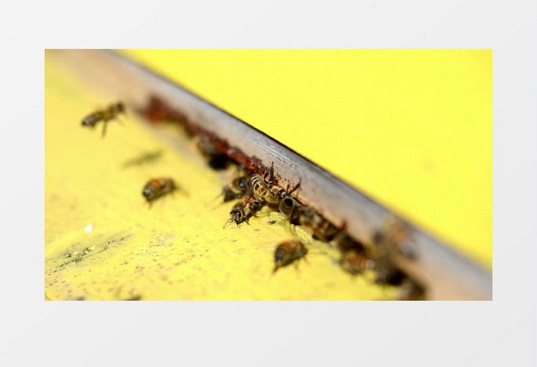 高清近距离特写拍摄户外昆虫成群的飞舞的黄色的蜜蜂实拍视频素材