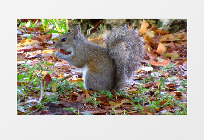 高清近距离特写拍摄公园森林野生动物可爱的松鼠吃坚果实拍视频素材