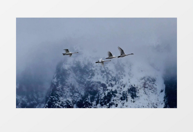 潮湿的寒冷的雨天鹅迁徙实拍视频