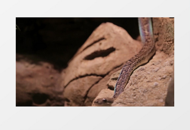 有的的棕色的爬行动物蛇实拍视频
