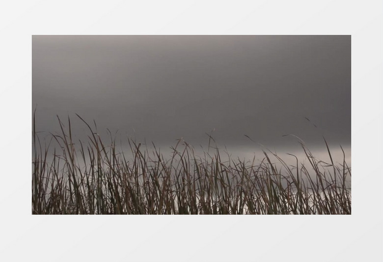 高清近距离特写拍摄户外灰暗天空野草实拍视频素材