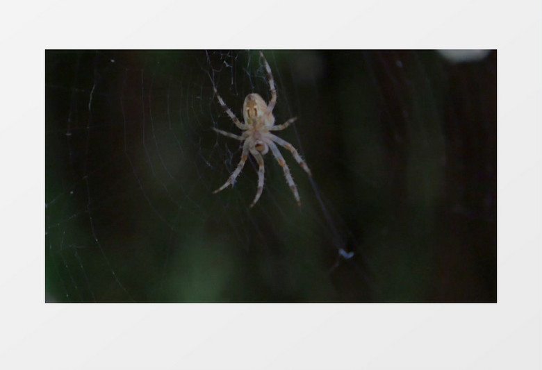 高清近距离特写拍摄无脊椎动物蜘蛛结网实拍视频素材