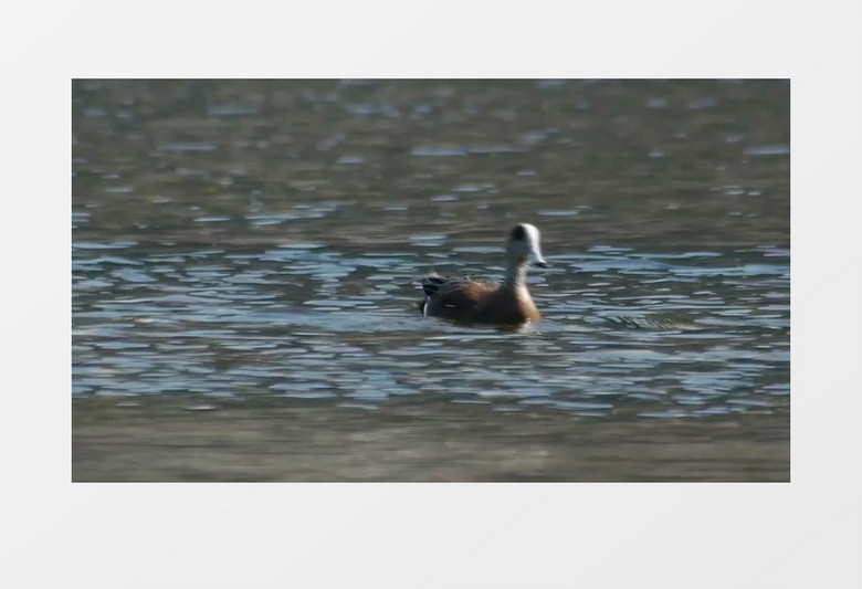 水中嬉戏玩耍棕色的鸭子实拍视频