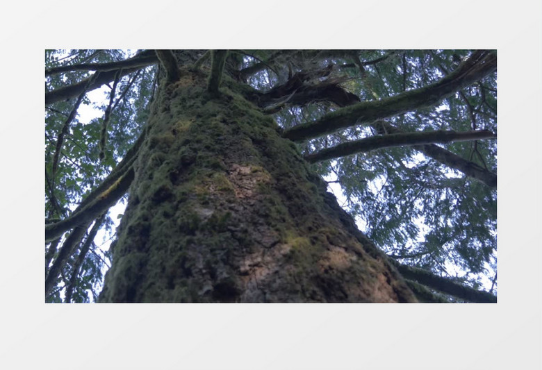 特写近距离拍摄户外森林公园松木松树针叶树针叶苔藓实拍视频素材