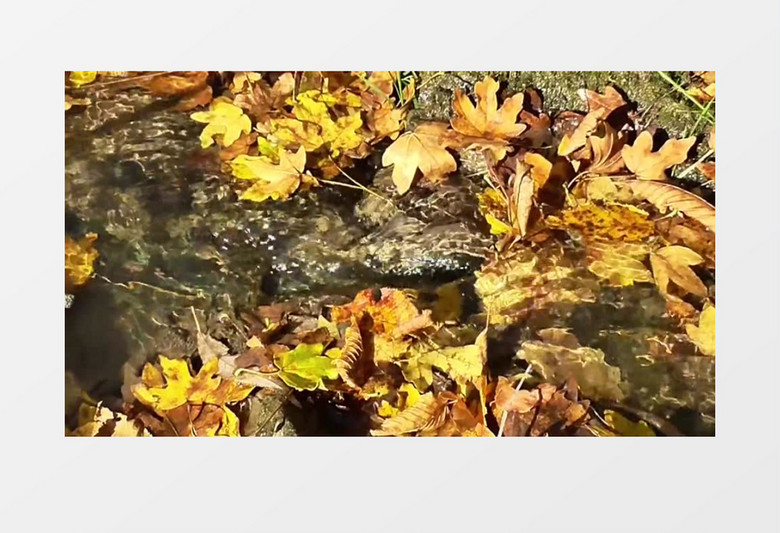 落在溪边的落叶实拍视频MP4