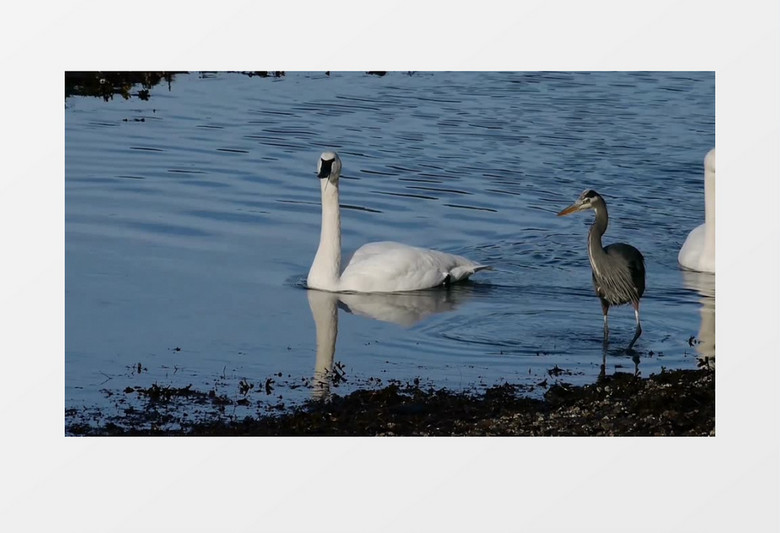美丽的湖边天鹅和鸭子一起游泳实拍视频