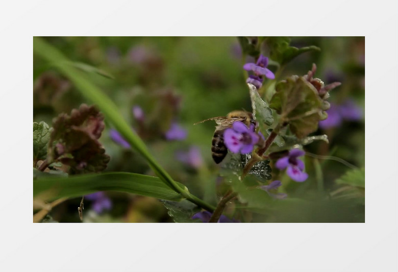 蜜蜂采花粉实拍视频MP4