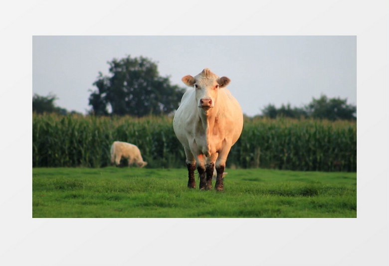 近距离拍摄农场牧场草原奶牛吃草放牧实拍视频素材