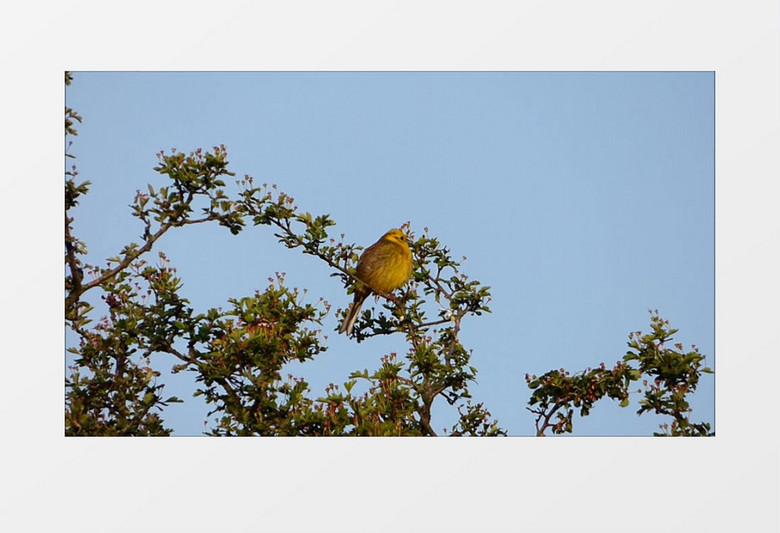 近距离特写拍摄树枝上野生动物黄色小鸟实拍视频素材