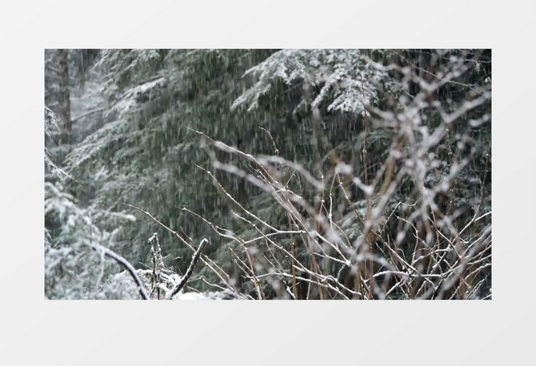 寒冷的冬天雪花飘舞实拍视频