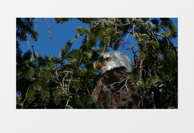 美国野生动物阿拉斯加鹰视频素材