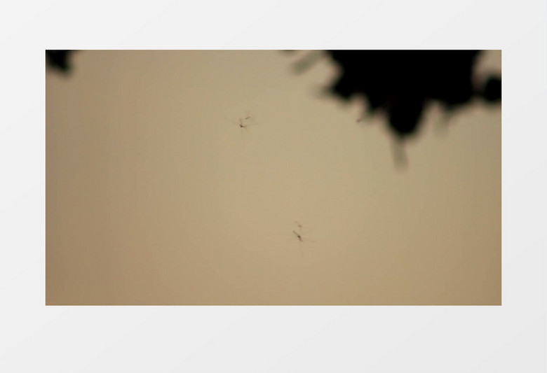 傍晚日落黄昏寄生虫苍蝇蚊子飞行实拍视频素材