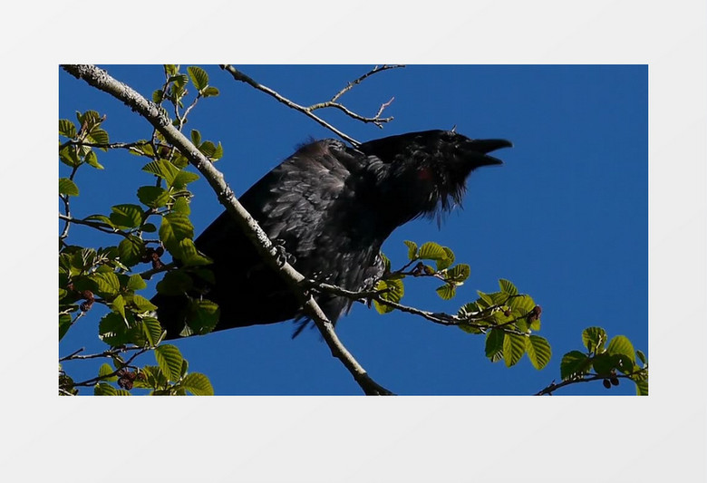 邪恶的掠夺者黑色的鸟实拍视频