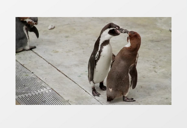 动物园里的动物企鹅实拍视频