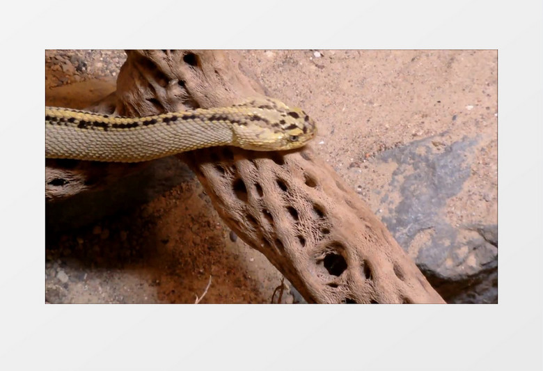  近距离拍摄墨西哥爬行动物有毒的响尾蛇实拍视频素材