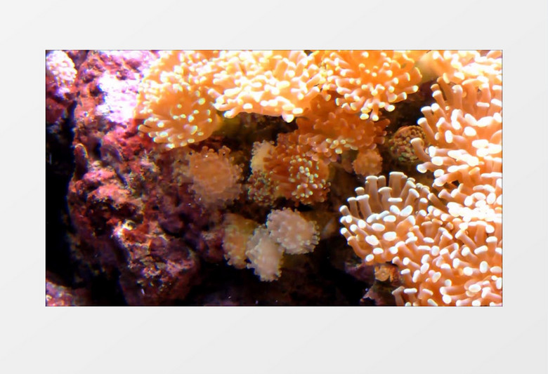 印度太平洋海底丰富多彩的海葵银莲花珊瑚实拍视频素材