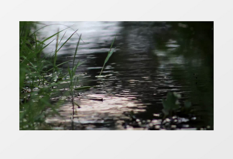 高清特写拍摄森林小溪湖泊边自然野生的草实拍视频素材