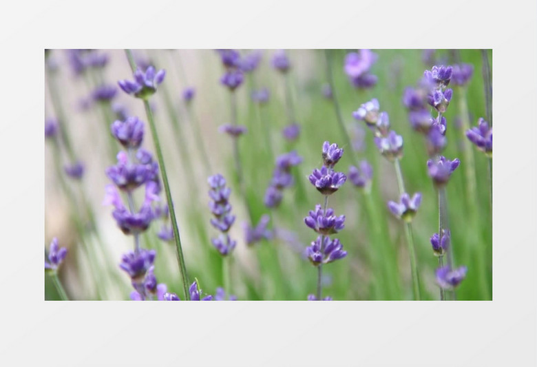 阳光下花园里盛开的薰衣草实拍视频素材