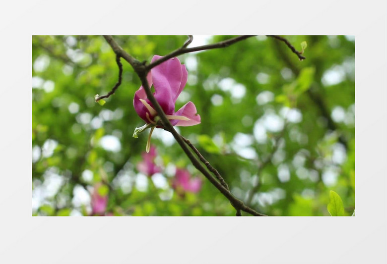 春天绿色枝杈上开着的粉红色花朵实拍视频素材