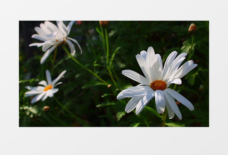 夏天大自然盛开的绿色白色黄色的花朵实拍视频素材