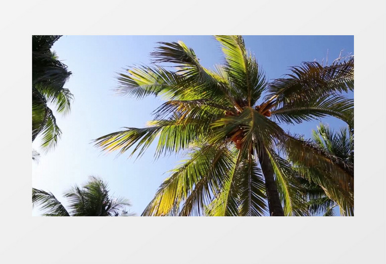 热带地区棕榈树实拍视频