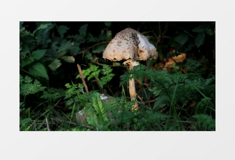 特写拍摄森林树下真菌有毒的蘑菇实拍视频素材