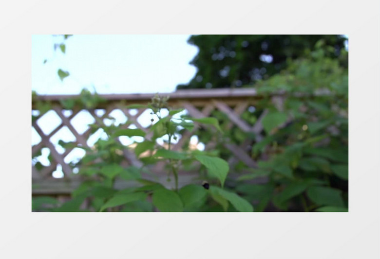 模糊散景拍摄户外夏天昆虫大黄蜂授粉实拍视频素材