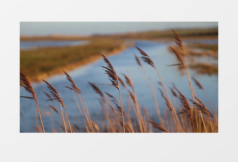 沼泽地旁随风而动的茅草实拍视频素材