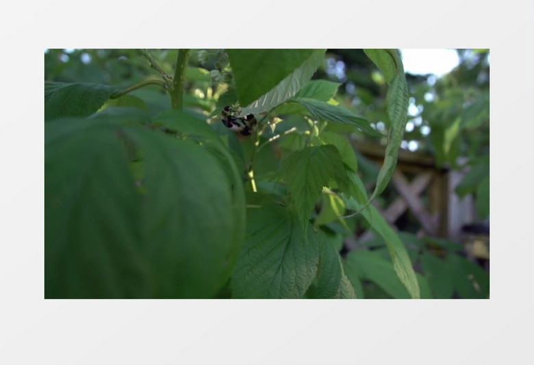 近距离拍摄灌木丛昆虫大黄蜂蜜蜂授粉实拍视频素材