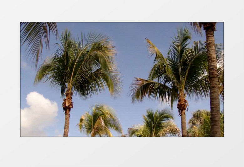 特写近距离拍摄佛罗里达州佛罗里达州棕榈树实拍视频素材