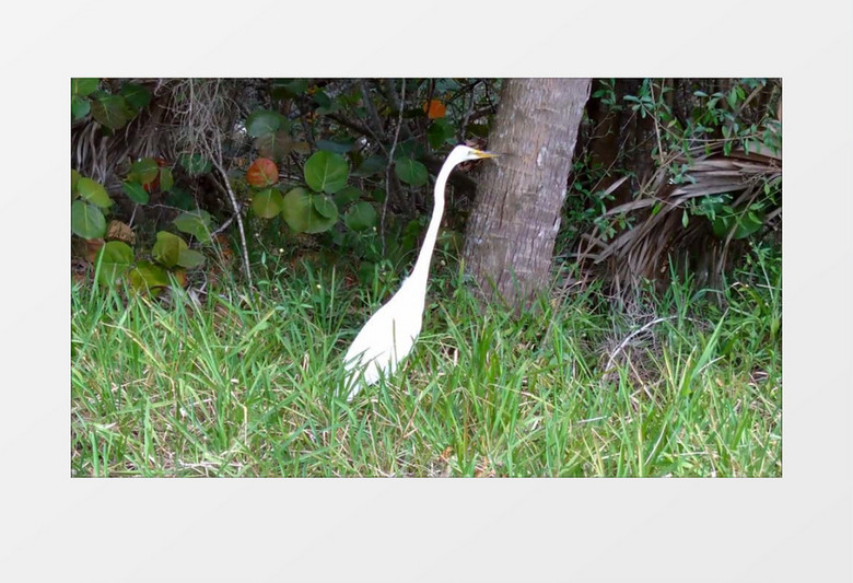 佛罗里达州森林沼泽野生动物大白鹭苍鹭实拍视频素材
