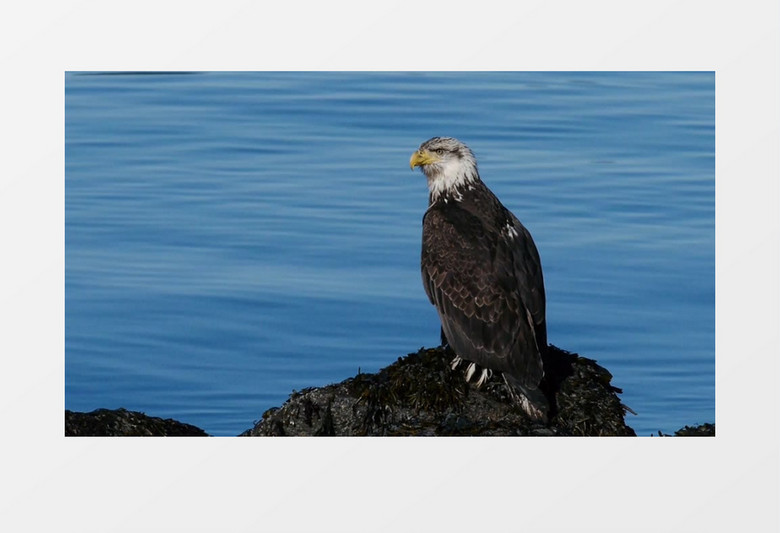 海边的老鹰实拍视频素材