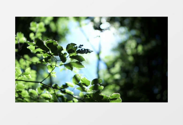 阳光下的树叶实拍视频素材