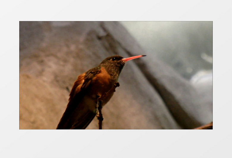 特写近距离拍摄动物园蜂鸟啄木鸟实拍视频素材