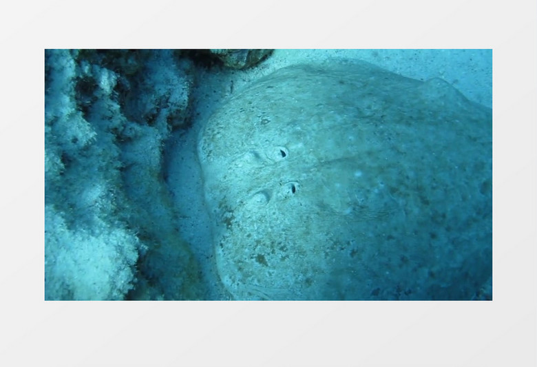 海洋海底鱼类实拍视频素材