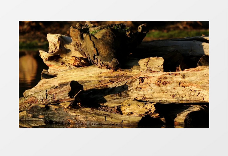 湖面水面木头树木腐烂实拍视频素材