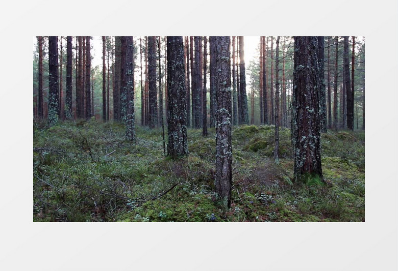 森林灌木丛实拍视频素材