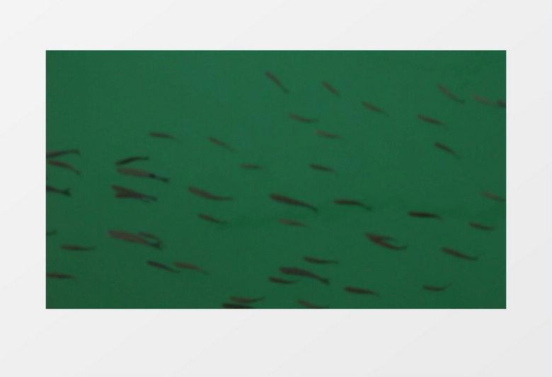 海洋热那亚海底鱼群实拍视频素材