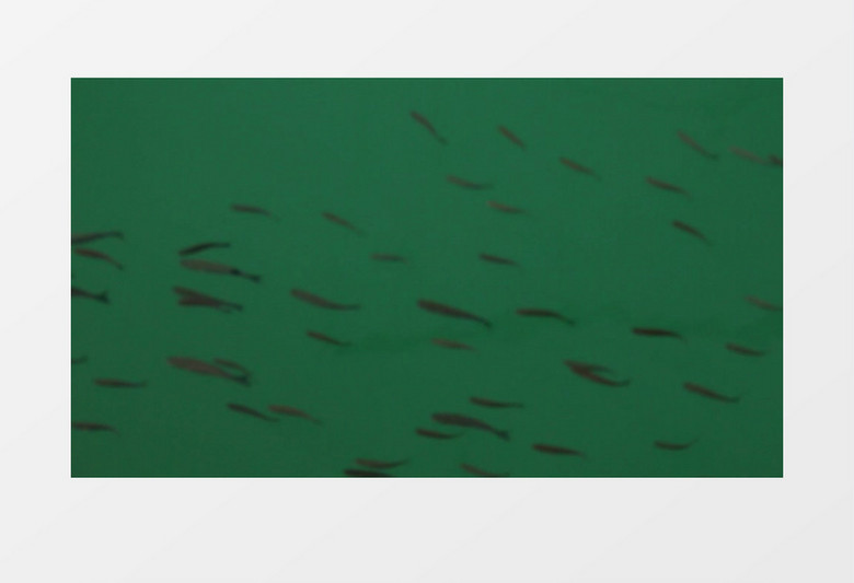 海洋热那亚海底鱼群实拍视频素材