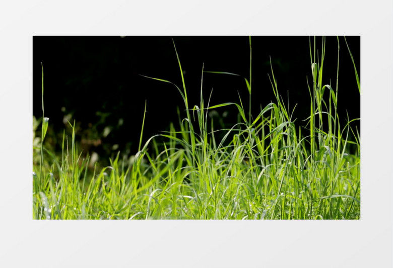 特写拍摄户外夏天绿色草地实拍视频素材