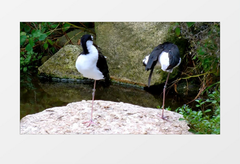 高清近距离拍摄户外森林小溪边野生动物反嘴鹬黑颈鹤实拍视频素材
