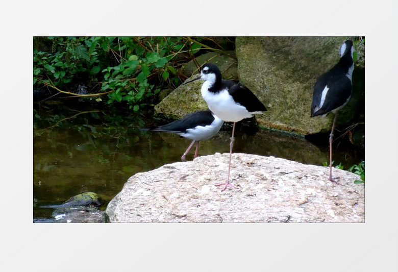 户外森林湖边小溪边野生动物反嘴鹬黑颈鹤实拍视频素材
