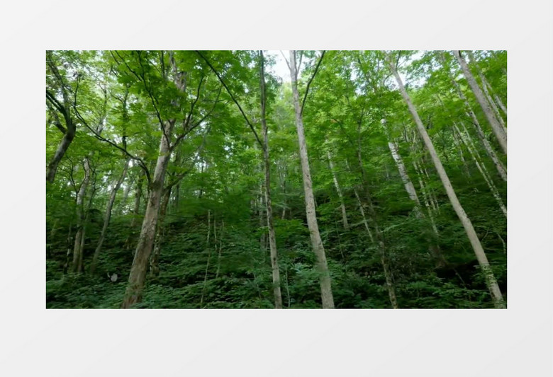 山中树林实拍视频