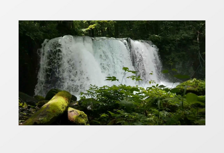 树林中垂挂瀑布高清实拍视频