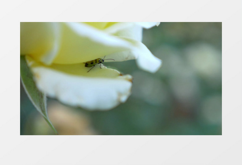 公园花园玫瑰花上的甲虫实拍视频素材