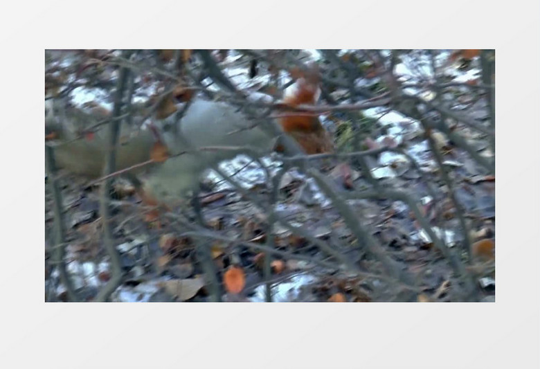 自然公园树木松鼠实拍视频素材