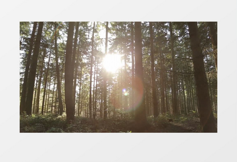 阳光穿越森林针叶树景观实拍视频素材