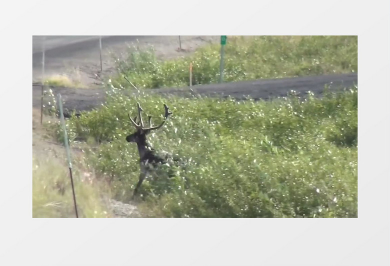 高速公路野生麋鹿玩耍实拍视频素材