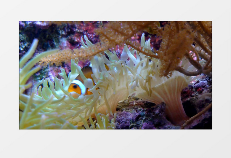 丰富多彩海底生物小丑鱼实拍视频素材